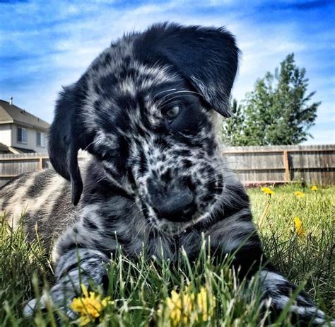 catahoula poodle mix puppies.